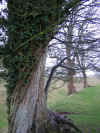 ivytree.JPG (449291 bytes)