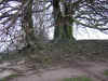 trees.JPG (177410 bytes)