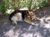 Moulettesdog.jpg (257364 bytes)