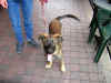 Sheppuppy.JPG (182855 bytes)