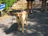 yellowlab.jpg (197268 bytes)