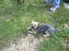 yorkie.JPG (293146 bytes)
