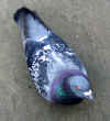 pigeonnotoes.JPG (129477 bytes)