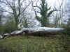 snowlog.JPG (456069 bytes)