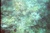 2247833986.jpg (104367 bytes)