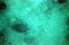 2247833991.jpg (82909 bytes)