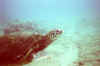 CuteTurtle.jpg (51812 bytes)