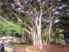banyan.JPG (173165 bytes)