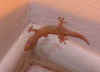 gecko2.JPG (48638 bytes)