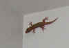 gecko3.JPG (48844 bytes)