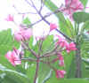 pinkplumeria.JPG (98211 bytes)