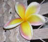 plumeria.JPG (87518 bytes)