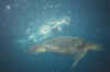 sarturtle.jpg (57635 bytes)