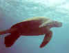 surfaceturtle.jpg (20523 bytes)