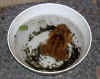 toadbowl.JPG (65385 bytes)