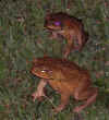 toads2.JPG (91208 bytes)