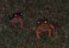 toads.JPG (62546 bytes)