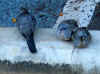 zebradoves.JPG (59065 bytes)