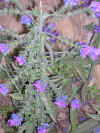 roadplant.JPG (124109 bytes)