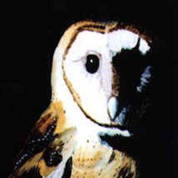 Owl -Acrylic