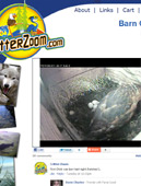 Critterzoom, Live wildlife cams and classes