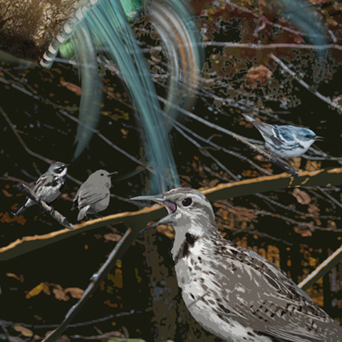 Songbirds