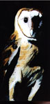 The Owl